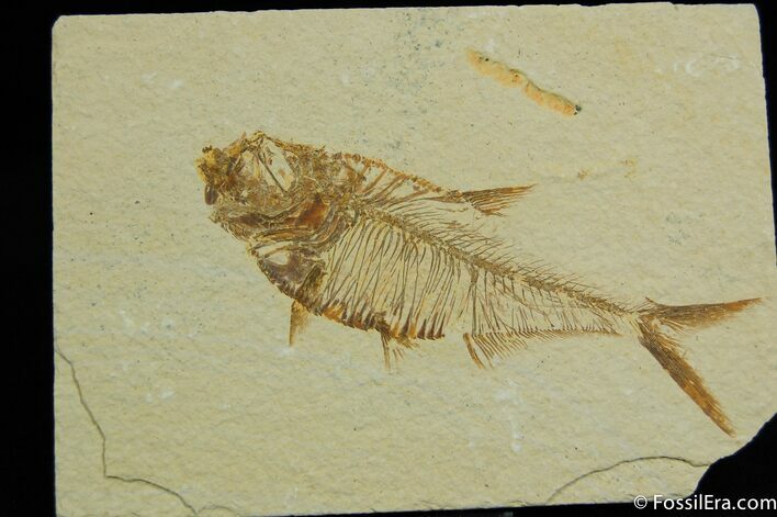 Classic / Inch Diplomystus Fossil Fish #40
